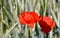 Cornfield and Poppies