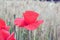 Cornfield and Poppies