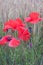 Cornfield and Poppies