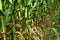 Cornfield. Rows of corn on a field with leaves.