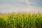 Cornfield Rural landscape background. Soft sunlight falls over the plants, The sky is soft blue with white veil clouds