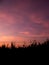 Cornfield silhouette,Sunset at cornfield.