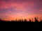 Cornfield silhouette,Sunset at cornfield.