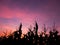 Cornfield silhouette,Sunset at cornfield.