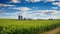 Cornfield with silos and farm in the distance