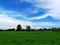 Cornfield, sky, atmosphere, nature, beautiful view, countryside