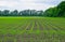 Cornfield. Small corn sprouts, field landscape. Cloudy sky and stalks of corn on