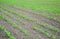 Cornfield. Small corn sprouts, field landscape. Loose soil and stalks of corn on the