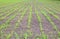 Cornfield. Small corn sprouts, field landscape. Loose soil and stalks of corn on the