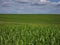 a cornfield somewhere on the france-switzerland border