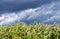 Cornfield before the storm