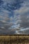 Cornfield Storm