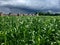 Cornfield with storm coming in