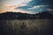 Cornfield in summer at dusk with painterly sky