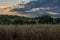 Cornfield in summer at dusk with painterly sky