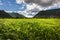 Cornfield in Summer near Montmaur, Hautes Alpes, Southern Alps,