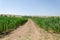 Cornfield in the summer. Plant growth. Farming scene.