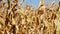 Cornfield on summer - plants waving on wind