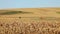 Cornfield on summer - plants waving on wind