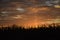 CORNFIELD AT SUNRISE WITH CLOUDS IN SKY