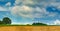 Cornfield and tree panorama