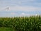 Cornfield Turbines