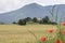 Cornfield and typical provence house in summer with mountains in the background between Digne and Briancon