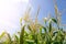 Cornfield under a blue sky