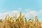 Cornfield under the bright and blue sky