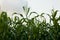 Cornfield under white sky.