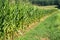 Cornfield - Virginia, USA