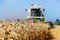 Cornfield with wheat at harvest