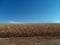 Cornfield (Wide Shot)