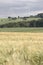 Cornfield with windenergy - portrait