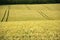 Cornfield yelden village bedfordshire home counties england