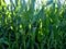 Cornfield. Young corn is growing in the field. Agricultural industry