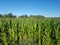 Cornfield. Young corn is growing in the field. Agricultural industry