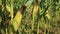 Cornfield, young corn tree, green background