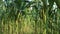 Cornfield, young corn tree, green background