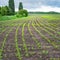 Cornfield. Young shoots in the corn field. Panorama in cloudy rainy weather. Thunderclouds over the field