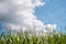 Cornfields in Autumn.