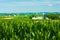 Cornfields with farms in background.