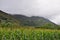 cornfields at the foot of the mountains, on a cloudy day. On the Way of St. James