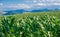 Cornfields and mountains