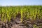 Cornfields in the plain of the River Esla