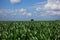 The cornfields turned green under the blue sky