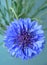 Cornflower