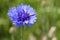 Cornflower