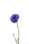 Cornflower