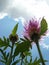 Cornflower against dark sky with light clouds